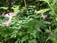 Garten 003.webp