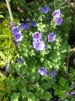 Garten 005.webp