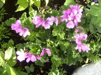 Garten 007.webp