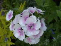 Garten 010.webp