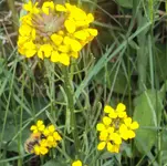 DSC01615 - 2011-05-28 - goldlack.webp