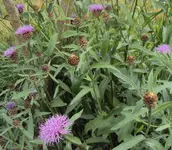 DSC01609 - 2011-05-28 - wiesenflockenblume.webp