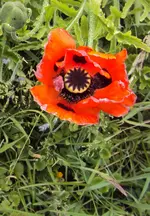 DSC01607 - 2011-05-28 - staudenmohn.webp