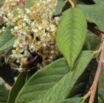 DSC01604 - 2011-05-28 - cotoneaster.JPG