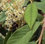 DSC01604 - 2011-05-28 - cotoneaster.webp