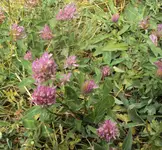 DSC01602 - 2011-05-28 - rotklee.webp
