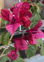 DSC01601 - 2011-05-28 - bougi.webp