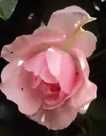 DSC01619 - 2011-05-28 - rosa rambler.webp