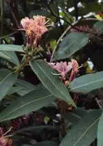 DSC01617 - 2011-05-28 - lonicera.webp