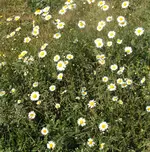 DSC01567 - 2011-05-28 - margeriten.webp