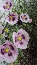 DSC01586 - 2011-05-28 - schlafmohn1.webp