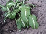 Hosta.gif