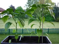 Snackpaprika_280511.webp