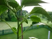 Snackpaprika_280511_1.webp