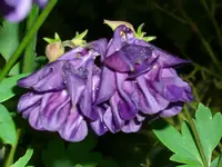 DSCI1394.webp
