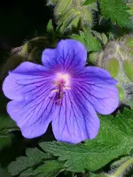 DSCI1396.webp