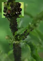 P5289256 schwarze Läuse.webp