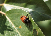 P5289440 Ameisensackkäfer.webp
