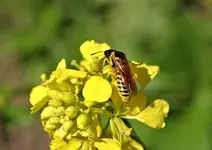 P5289405 Wespe hochkant.webp