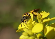 P5289419 Wespe aufgetaucht.webp