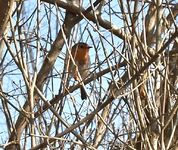 P3028185 Rotkehlchen.webp
