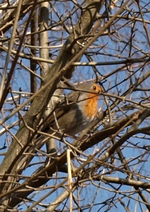 P3028186 Rotkehlchen.webp
