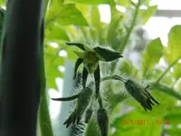 CIMG2886.webp