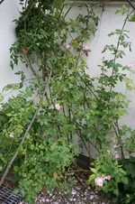 IMG_9115.webp