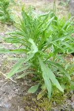 P1020169.webp