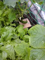 WP_000043.webp