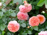 DSCF0251.webp