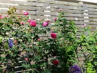 DSCF0275.webp