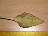 PICT0317.webp