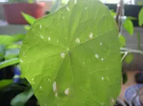 PICT0380.webp