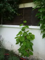 P1080427.webp