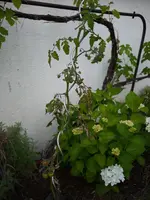 P1080425.webp