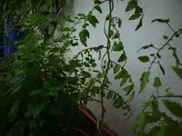 P1080430.webp