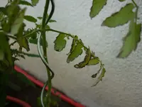 P1080431.webp