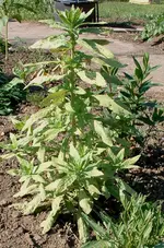DSCF0062.webp