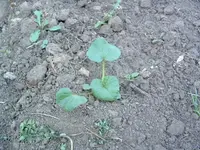 DSCF0064.webp