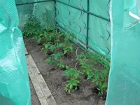 Garten 05.2011 012.webp