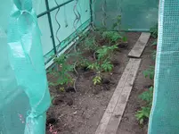 Garten 05.2011 013.webp