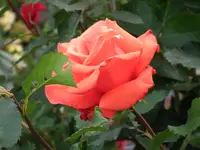 Garten 05.2011 027.webp