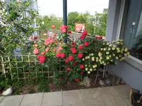 Garten 05.2011 002.webp