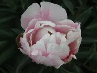 IMG_2928_1067x800.webp