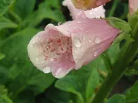 IMG_2931_1067x800.webp