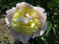 IMG_pfingst gelb_1067x800.webp