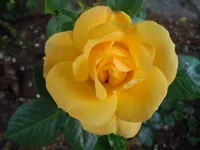 Rose007.webp