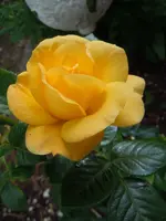 Rose009.webp