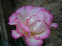 Rose008.webp